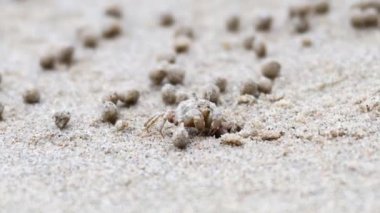 Kumsalda hayalet bir yengeç dolaşıyor.