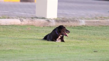 Siyah köpek çimlere uzanıyor..