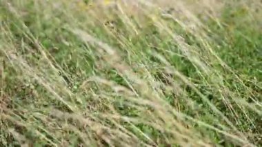 Rüzgarda sallanan çimenler, Batı Sussex, İngiltere