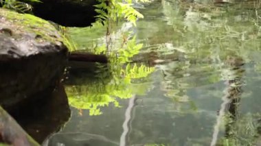 Dalgalanan su eğrelti otlarını ve kayaları yansıtıyor.