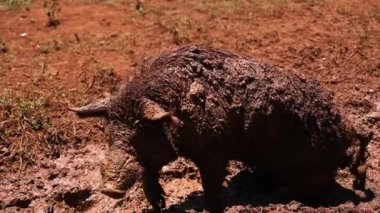 Domuzlar çamurlu arazide dolaşır, dışarıyı keşfederler..