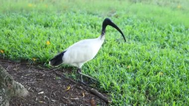 Kuş gagalama yeri, otlak alanda yürüme.