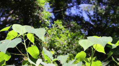 Parlak mavi gökyüzüne karşı yemyeşil yapraklar