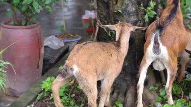 Keçiler bahçede besleniyor, oynuyor ve sosyalleşiyor.