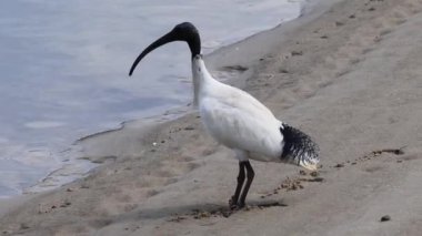 Bir Ibis, suyun yakınındaki kumlu sahili keşfeder.