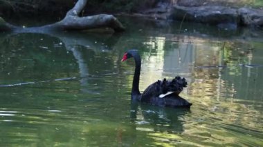 Siyah bir kuğu zarif bir şekilde gölette yüzer.