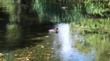 Bahçe havuzunda yüzen bir ördek