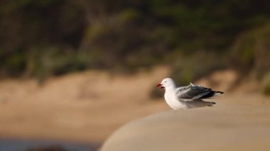 Martılar dinleniyor, uçuyor ve suda yürüyor.