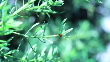 Uğur böceği yeşil bitki yaprakları boyunca sürünür.