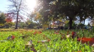 Güneşli bir parkta düşen yapraklar