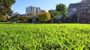 Şehir planına sahip bir bahçede çimen