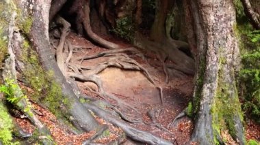 Melbourne yağmur ormanlarında devasa bir ağacı keşfediyor.