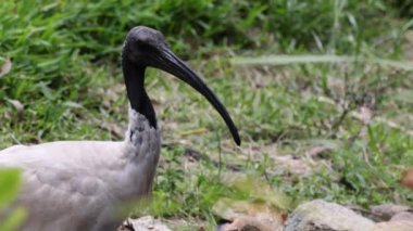 Bir Ibis otlak bir alanda yiyecek arıyor