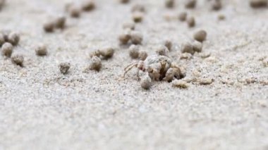 Hayalet yengeç kumsalda ilerliyor.