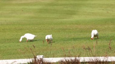 İki kaz gagalıyor ve çimenlerde yürüyor..