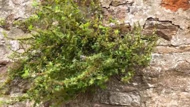 Kalıplı taş bir duvara karşı yeşil çalı