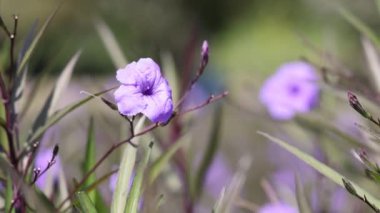 yakın çekim doğada mor bir çiçek