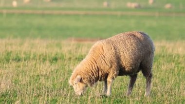 Yeşillik bir tarlada ot yiyen koyunlar