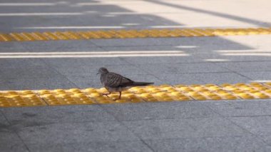 Bir zebra güvercini desenli yaya geçidinde yürüyor..
