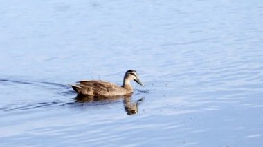 Bir ördek huzurlu bir gölün üzerinde süzülür..
