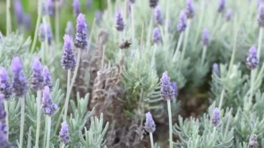 Lavanta çiçekleri esintiyle sallanan