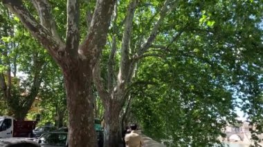 Avrupa 'da yemyeşil ağaçların altında yürüyen kişi