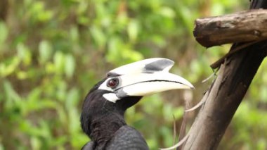 Hornbill bir dal ile etkileşim halinde.