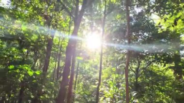Güneş ışığı sık orman yeşilliklerinde parıldıyor