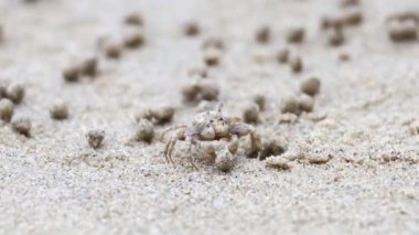 Kumsalda hayalet bir yengeç dolaşıyor.