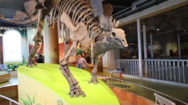 Edinburgh Müzesinde Dinozor Sergisi