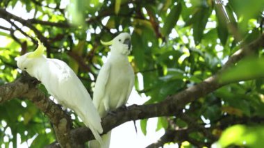 İki kakadu bir ağaç dalında etkileşime girer.