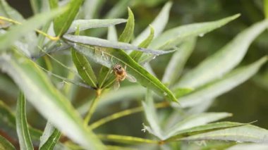Yaprak yiyen bir arıya yakın çekim