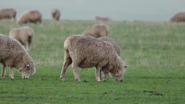 Yeşillik bir tarlada ot yiyen koyunlar