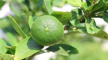 Ağaçta yetişen bir limonu hızlandırmak