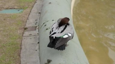 Ördek tüyleri çeşmenin yanında