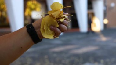 El ele tutuşmuş sarı ginkgo yaprakları.