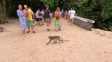 Turistler maymunları kumlu bir yolda izliyor
