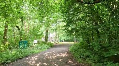 Bereketli bir ormanda huzurlu bir yürüyüş