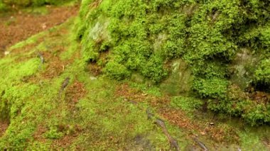 İskoçya 'daki yosunlu orman arazisine yakın çekim