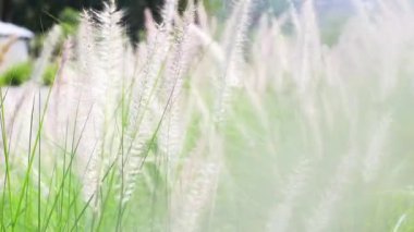 Uzun otlar rüzgarda hafifçe sallanıyor