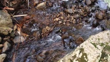 Ormandaki kayaların üzerinden akan dere.