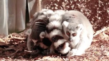 Bir grup lemurun birbirine yakın dinlenmesi.