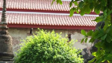 Buda heykeli yavaş yavaş hareket eden yapraklarla ortaya çıkar.