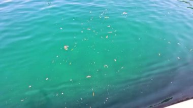 Hafif dalgalar ve suyun üstünde yüzen enkaz parçaları.