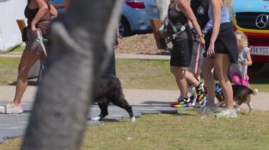 İnsanlar sahil yolunda köpekleri gezdiriyorlar.