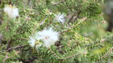 Melaleuca Howeana 'nın çiçek açtığı yakın plan.