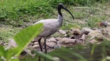 Ibis kuşu nehir kıyısında yiyecek arıyor.