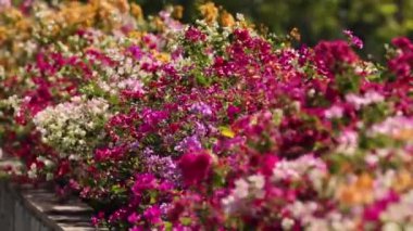 Renkli bougainvillea çiçekleri usulca sallanıyor