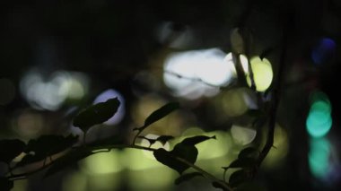 Bokeh ışıkları siluetli yaprakların arkasında parıldıyor