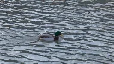 Nehirde yüzen bir yaban ördeği